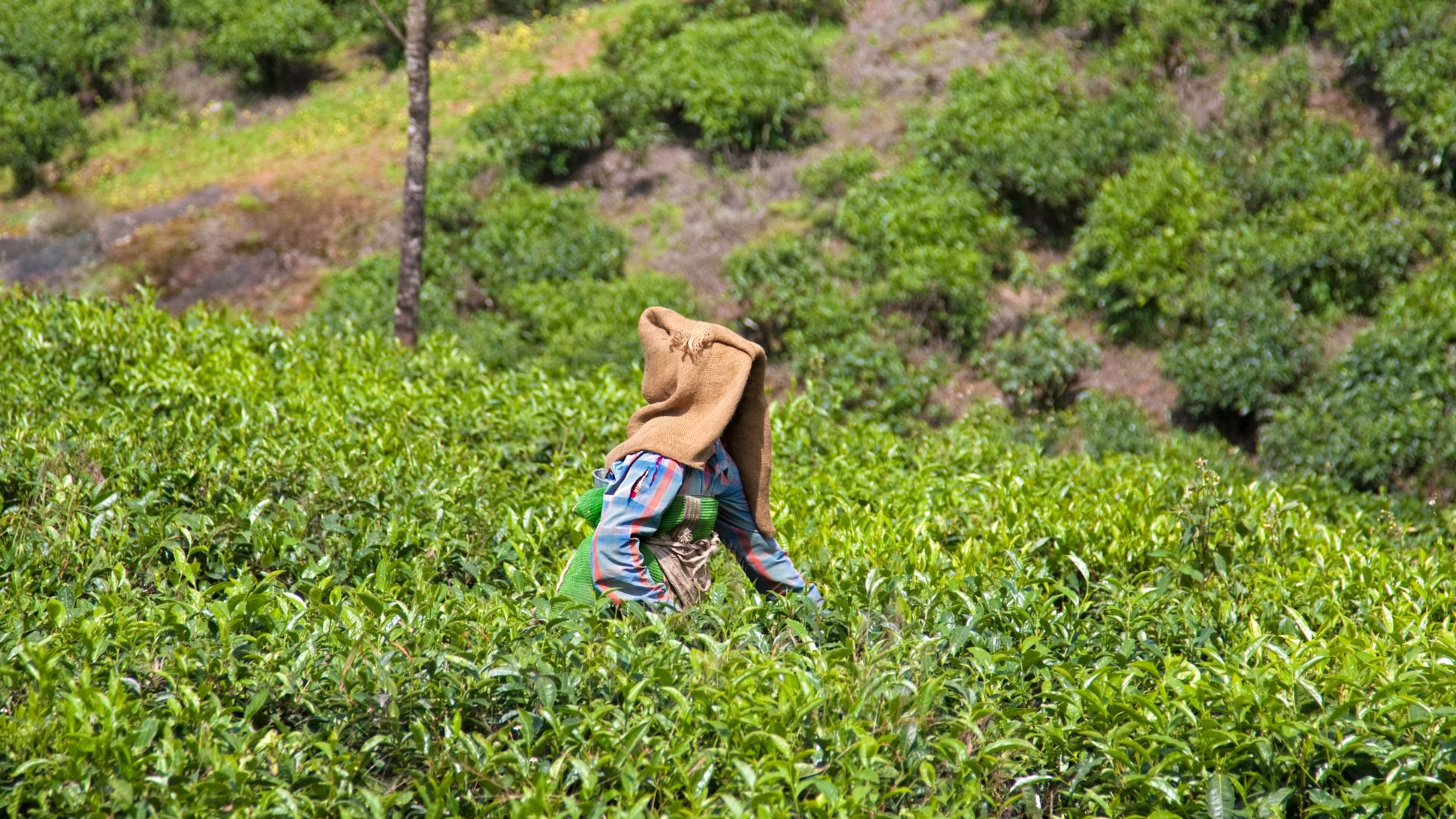 The mismatch in land demand vs land policy in West Bengal’s tea gardens